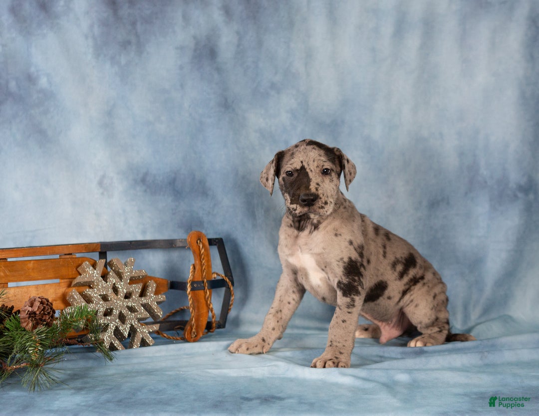 Great Dane dogs for sale: Dexter - Ad 4