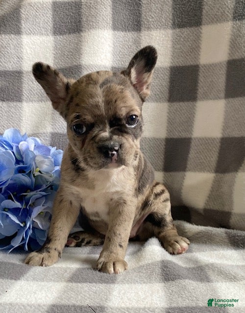 Frenchton dogs Roxy - Ad 1