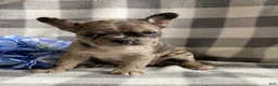 Frenchton dogs for sale: Roxy - Ad 1