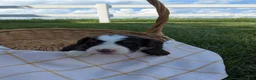 Bernedoodle dogs for sale: Willow - Ad 3