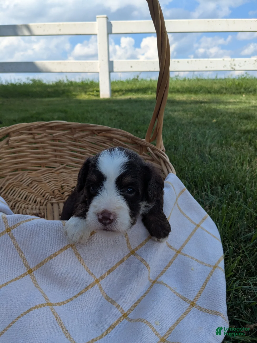Bernedoodle dogs for sale: Willow - Ad 3