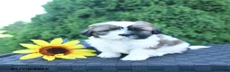 Shih Tzu dogs for sale: Latte - Ad 3
