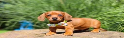 Miniature Dachshund dogs for sale: Alex - Ad 5