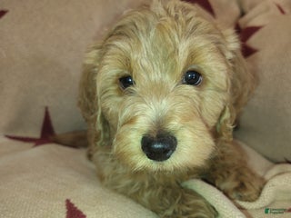 Mixed Breed dogs - Ad 18