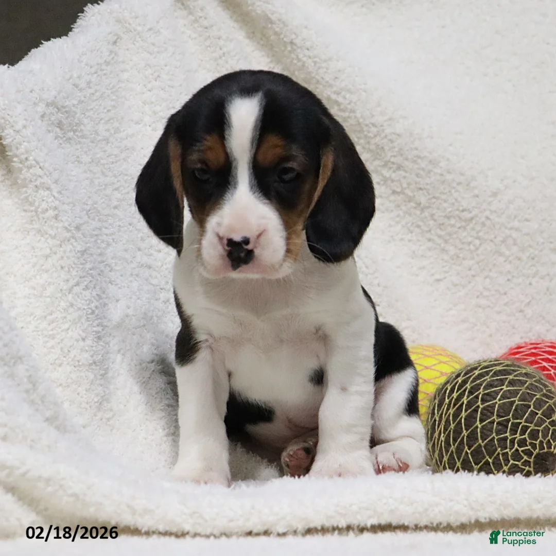 Beagle dogs for sale: Ned - Ad 7