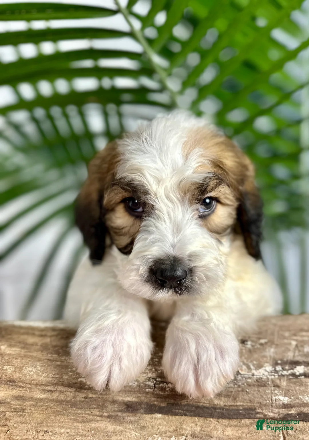 Saint Berdoodles dogs for sale: Stella - Ad 2