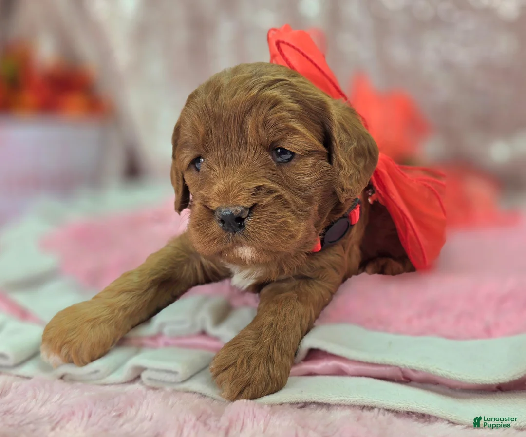 Cavapoo dogs for sale: Denali - Ad 3
