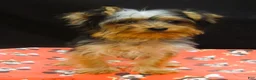 Yorkshire Terrier dogs for sale: Yorkshire Terrier 2 - Ad 5