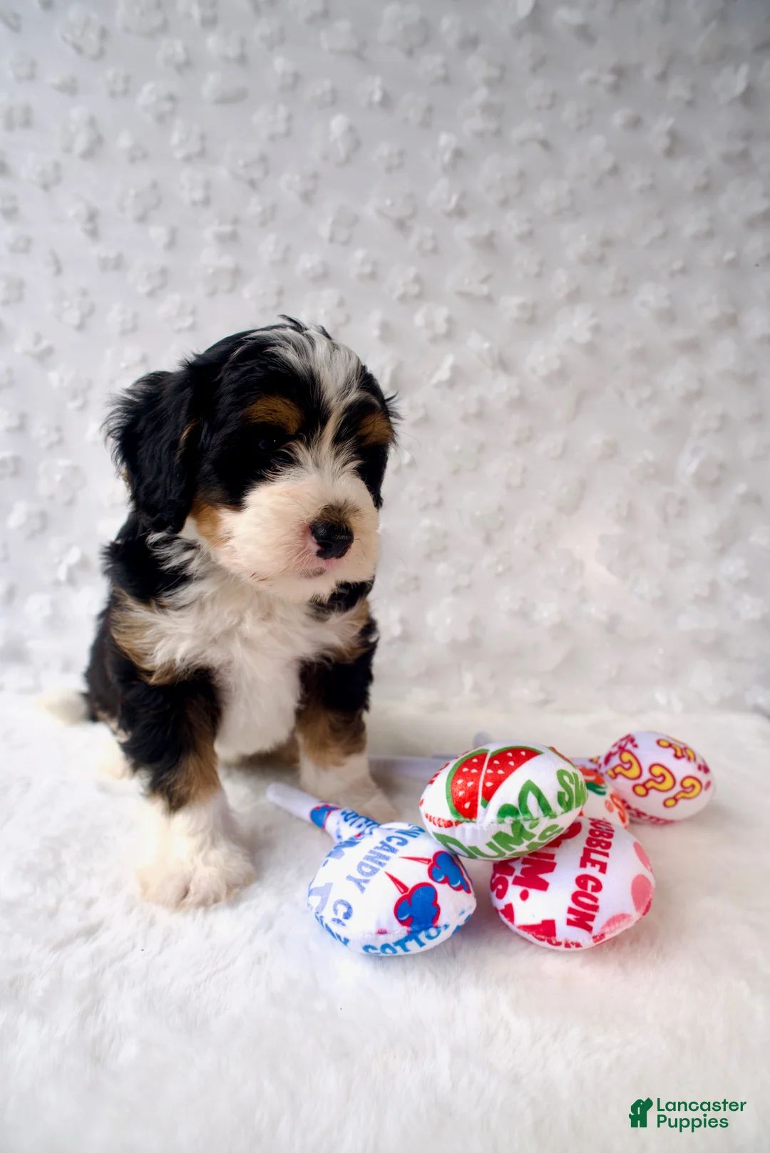 Mini Bernedoodle dogs for sale: Mr. Cadbury - Ad 1