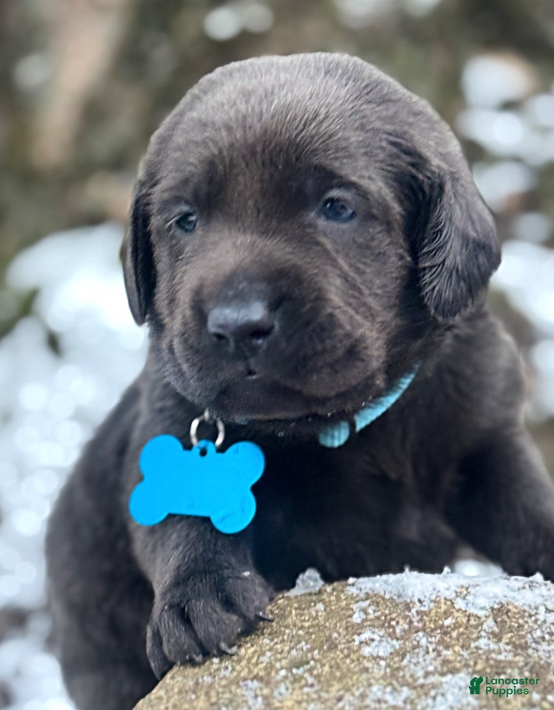 Labrador Retriever dogs for sale: Labrador Retriever Puppy 1 - Ad 7