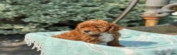 Toy Poodle dogs for sale: Tommy - Ad 7