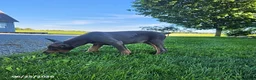 Doberman Pinscher dogs for sale: Gracie - Ad 8