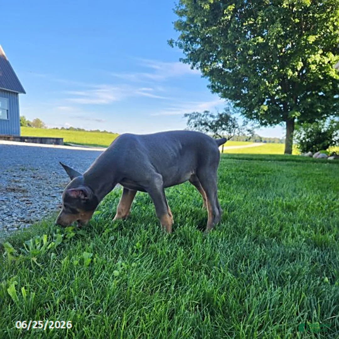 Doberman Pinscher dogs for sale: Gracie - Ad 8