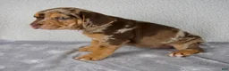 Beabull dogs for sale: Murphy - Ad 3