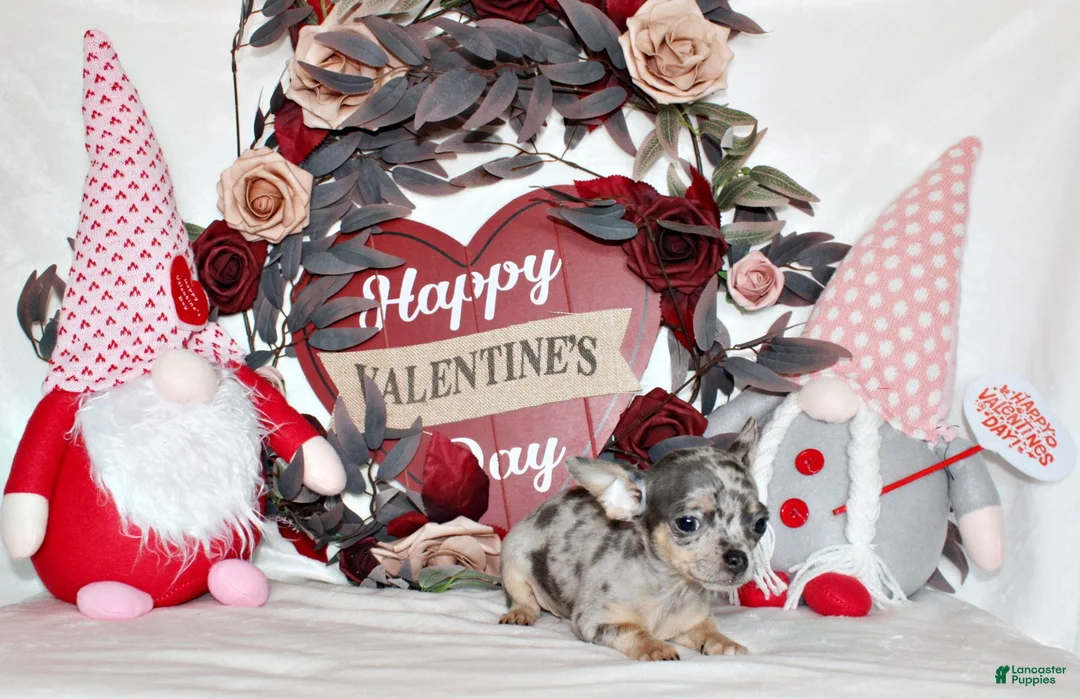 Chihuahua dogs for sale: Cody - Ad 1