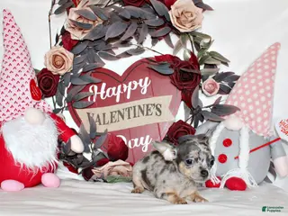 Chihuahua dogs Cody - Ad 8