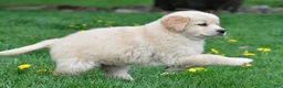 Golden Retriever dogs for sale: Cassandra - Ad 7