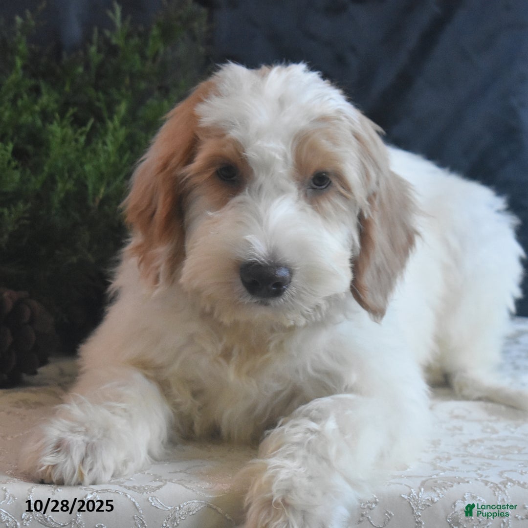 Goldendoodle dogs for sale: Garrett - Ad 5