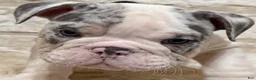 English Bulldog dogs for sale: Chloe - Ad 1
