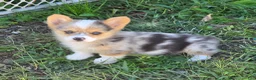 Welsh Corgi Pembroke dogs for sale: Gorgeous George  - Ad 7
