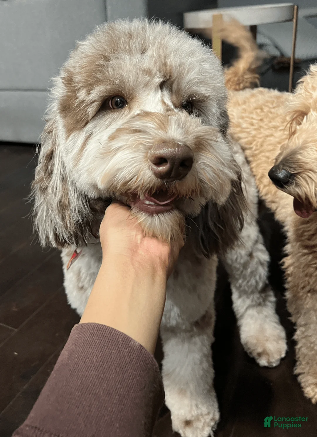 Gallery Image {{count}}