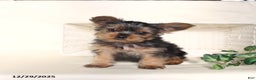 Yorkshire Terrier dogs for sale: Benji - Ad 3
