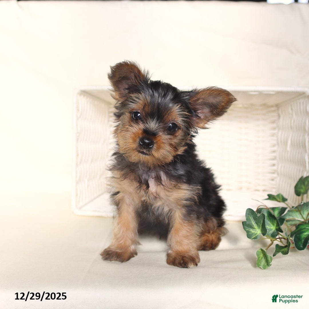Yorkshire Terrier dogs for sale: Benji - Ad 3
