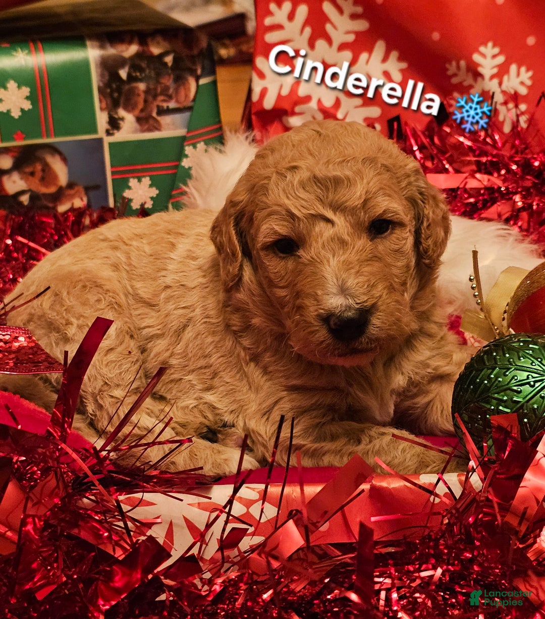 Goldendoodle dogs for sale: Cinderella - Ad 1