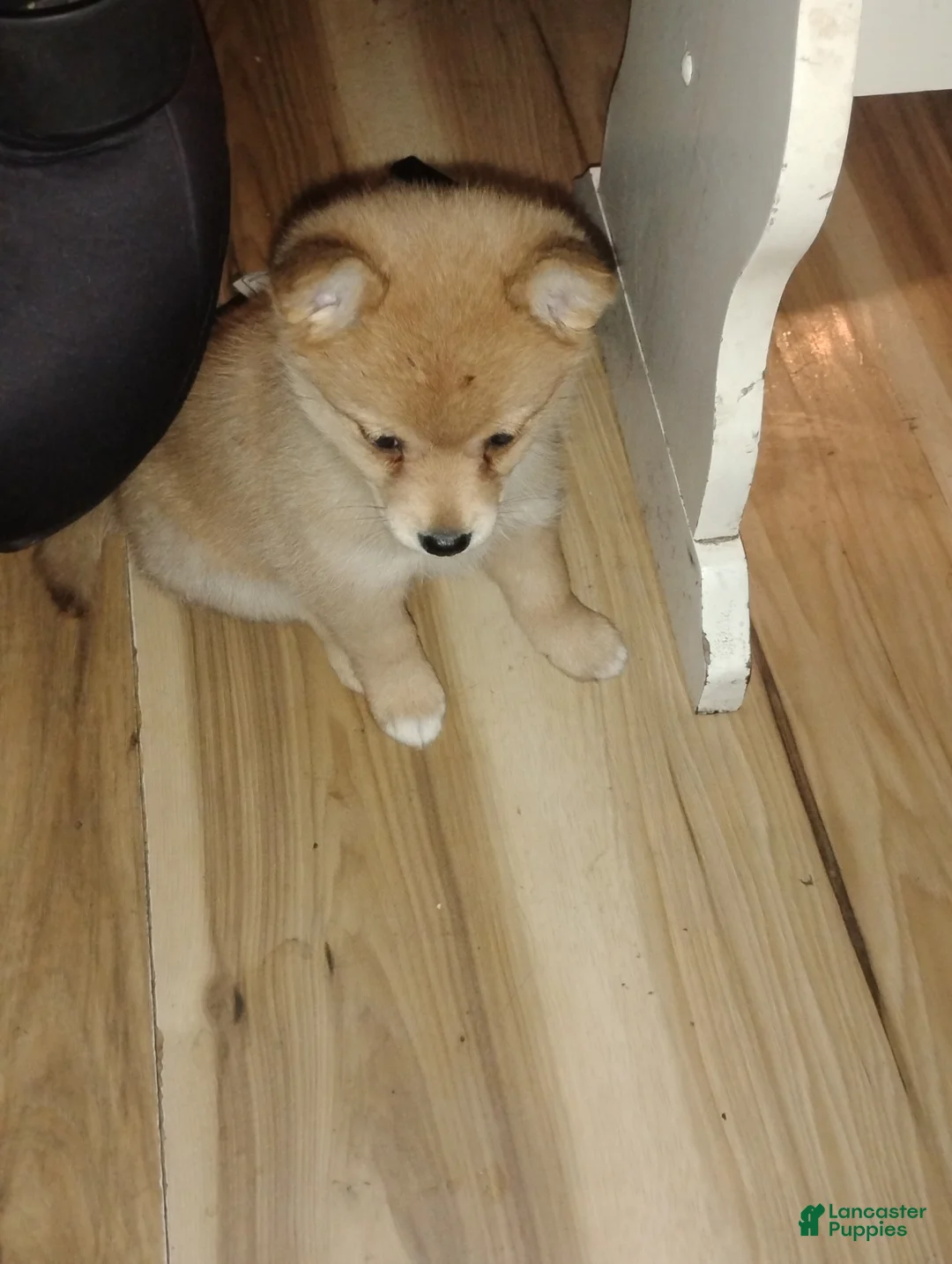 Mixed Breed dogs for sale: Mixed Breed Puppy 1 - Ad 8