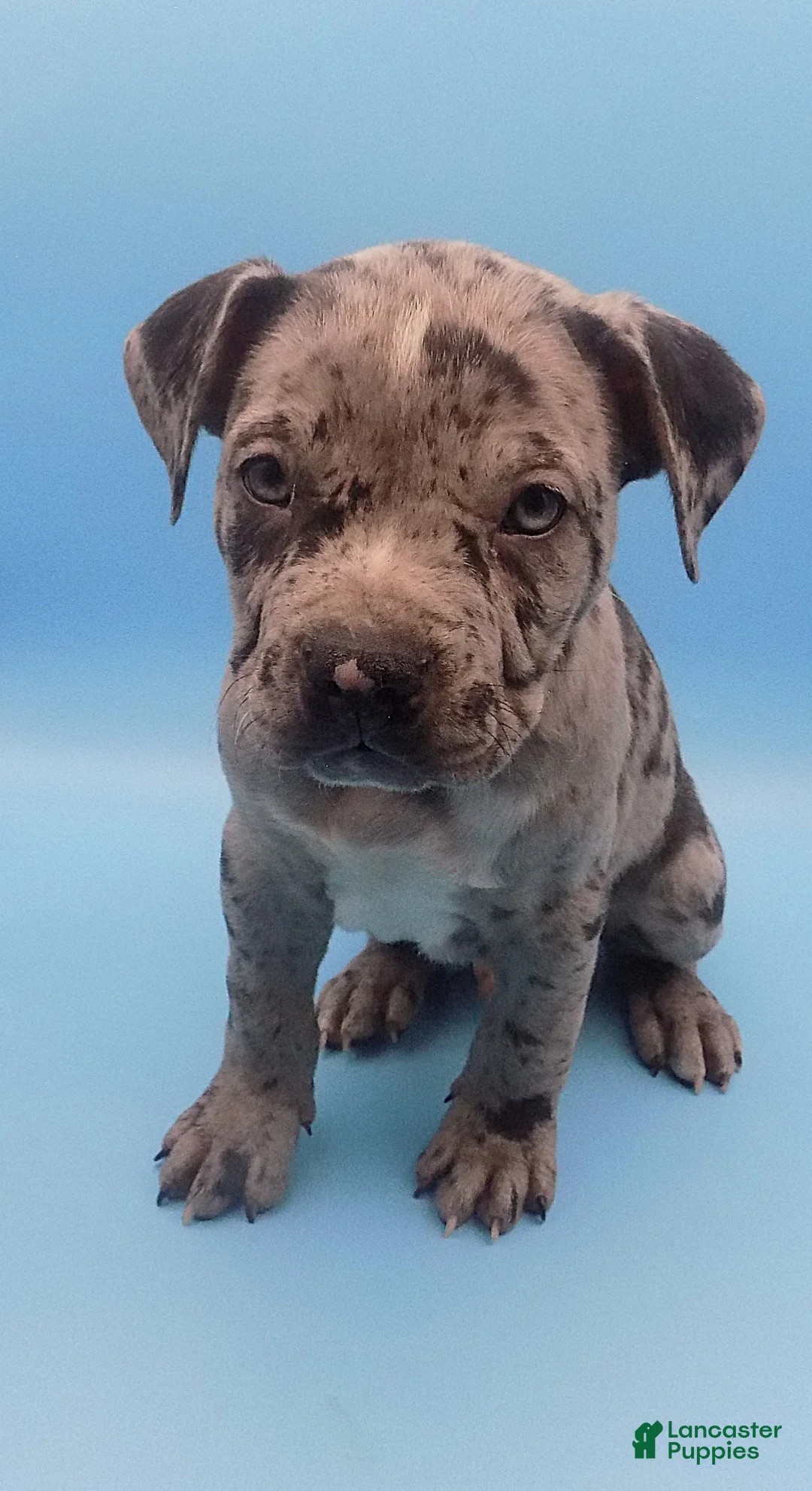 Mixed Breed dogs for sale: Merle - Ad 7