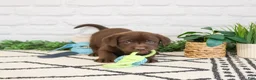 Labrador Retriever dogs for sale: Timon  - Ad 5
