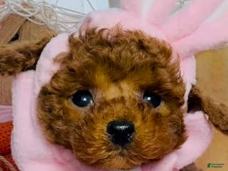 Toy Poodle dogs Toy Poodle Puppy 3 - Ad 5