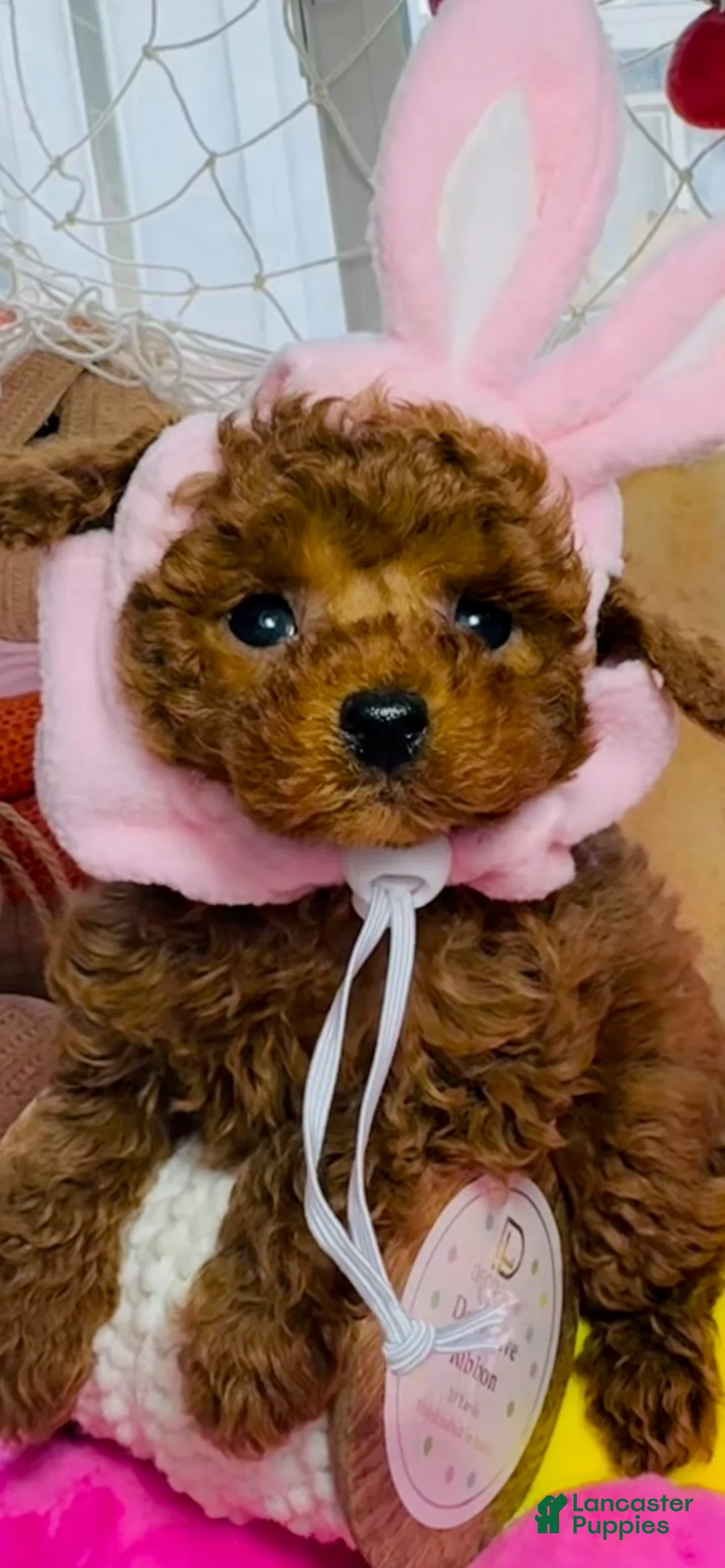 Toy Poodle dogs for sale: Toy Poodle Puppy 3 - Ad 1