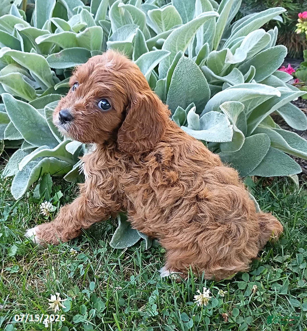 Cavapoo dogs for sale: Echo - Ad 6
