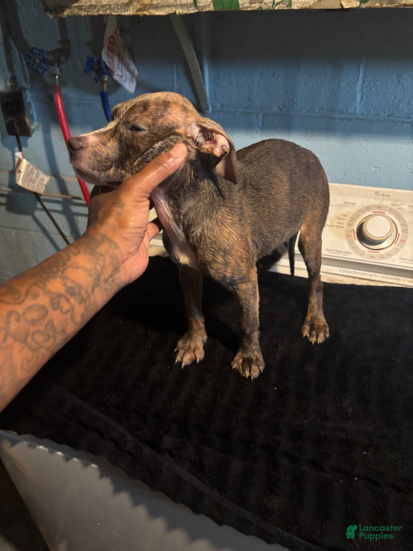 American Staffordshire Terrier (American Staffordshire Terrier, Female) in Gary, IN