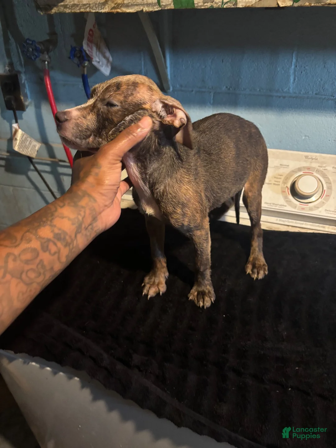 American Staffordshire Terrier dogs for sale: American Staffordshire Terrier 2 - Ad 1