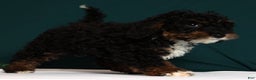 Mini Bernedoodle dogs for sale: Almond - Ad 7