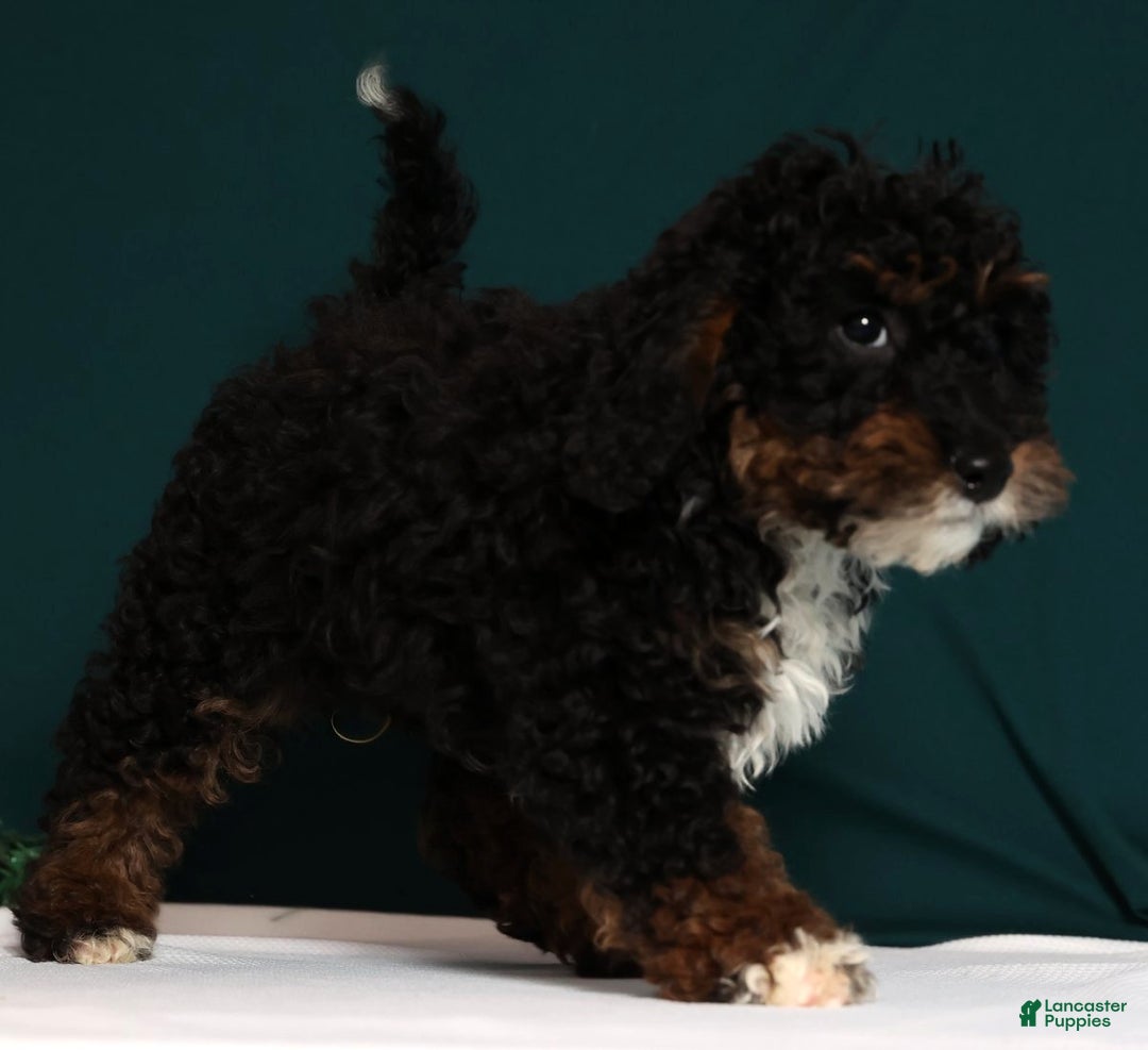 Mini Bernedoodle dogs for sale: Almond - Ad 7