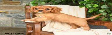 Cocoa