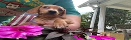 Miniature Dachshund dogs for sale: Miniature Dachshund 1 - Ad 3