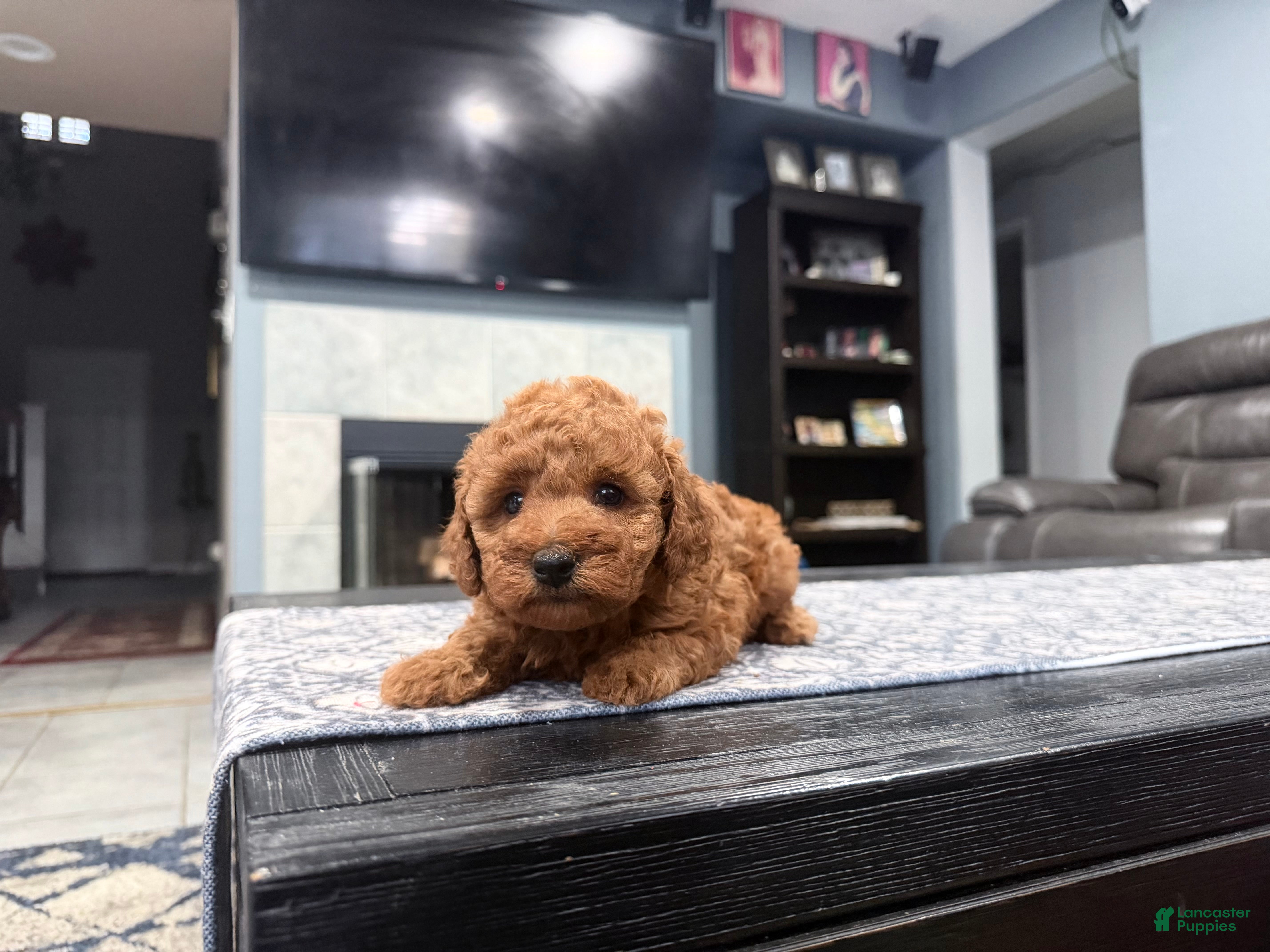 Mini Goldendoodle dogs for sale: Mini Goldendoodle 3 - Ad 1