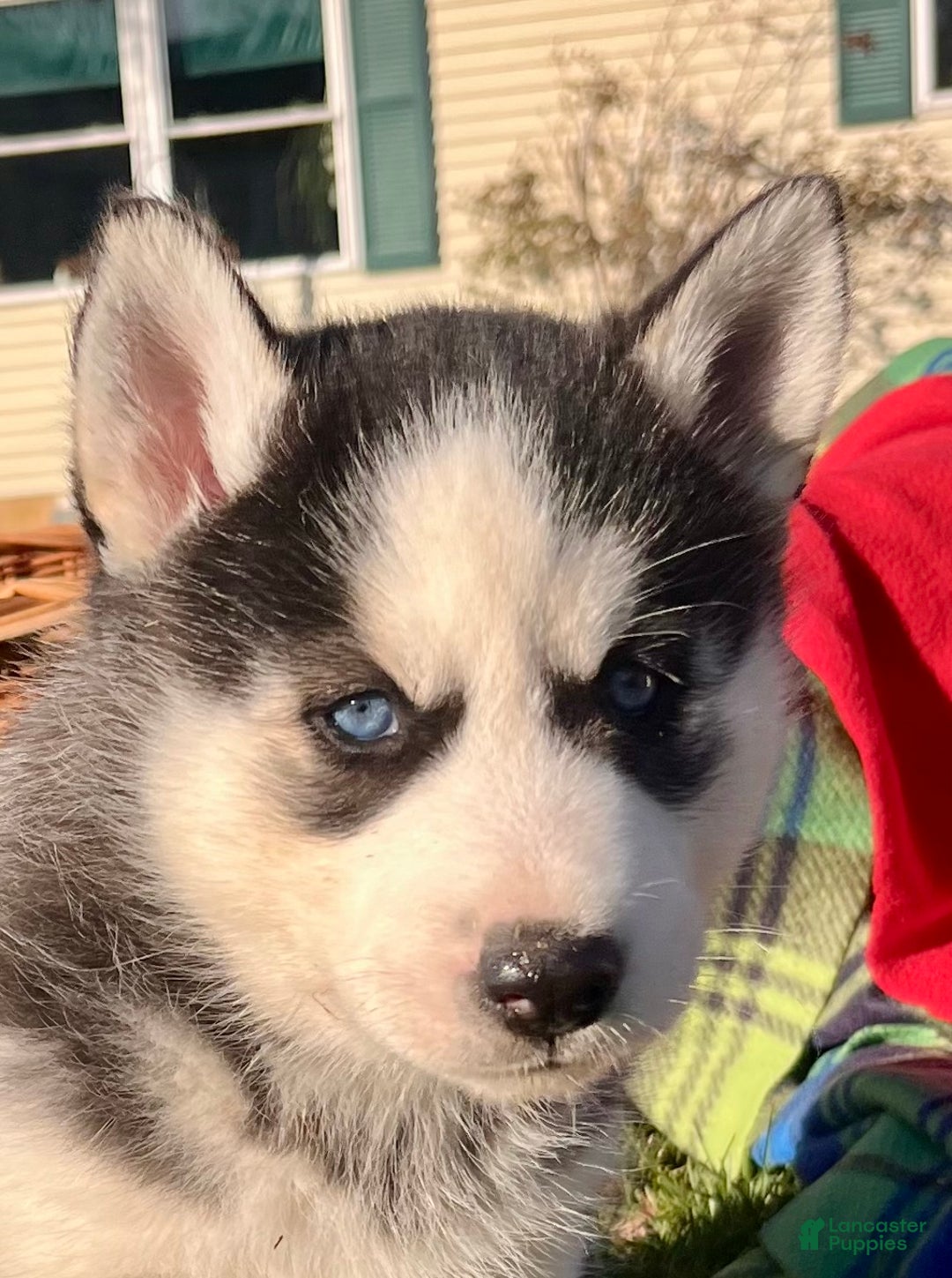 Siberian Husky dogs for sale: Apollo(Monster Paws)🎄❤️Call 717-925-6681 - Ad 1