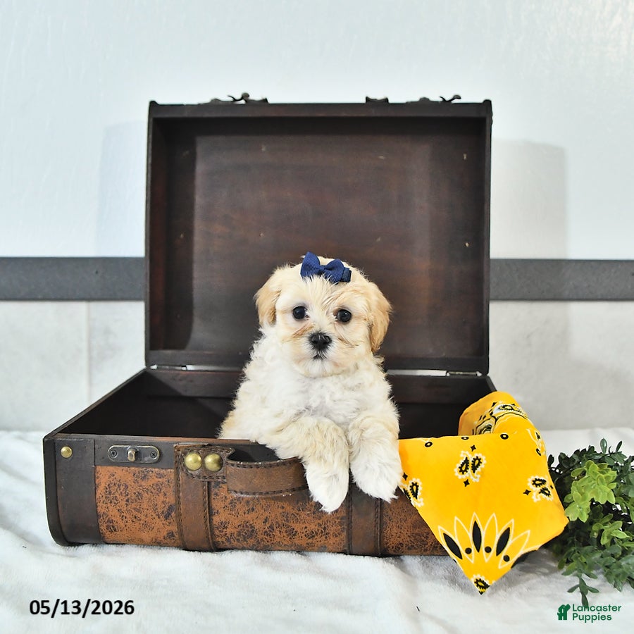 Maltipoo Puppies for sale in Massillon, Ohio | Lancaster Puppies