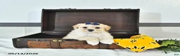Maltipoo dogs for sale: Sadie - Ad 1