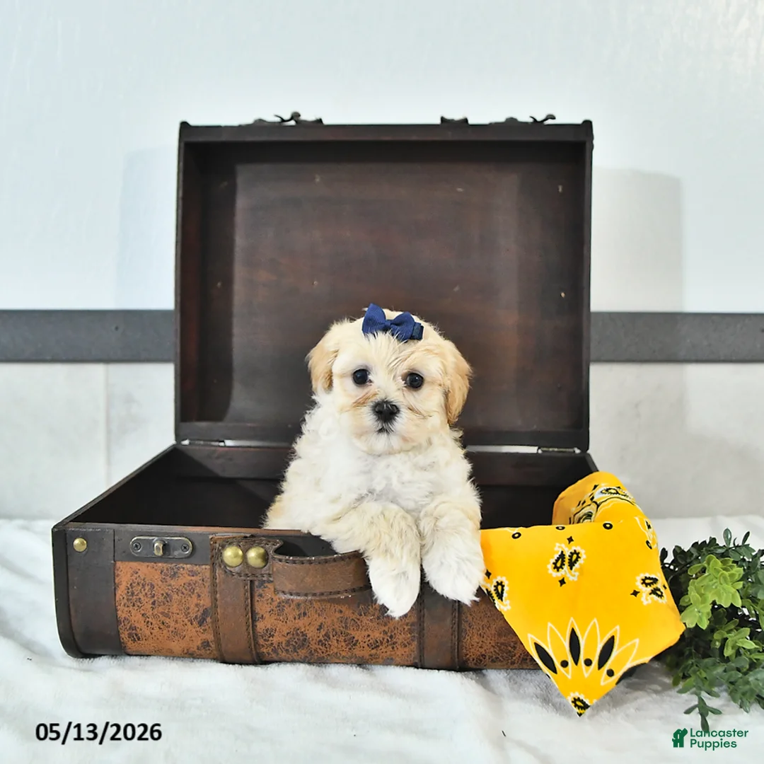 Maltipoo dogs for sale: Sadie - Ad 1