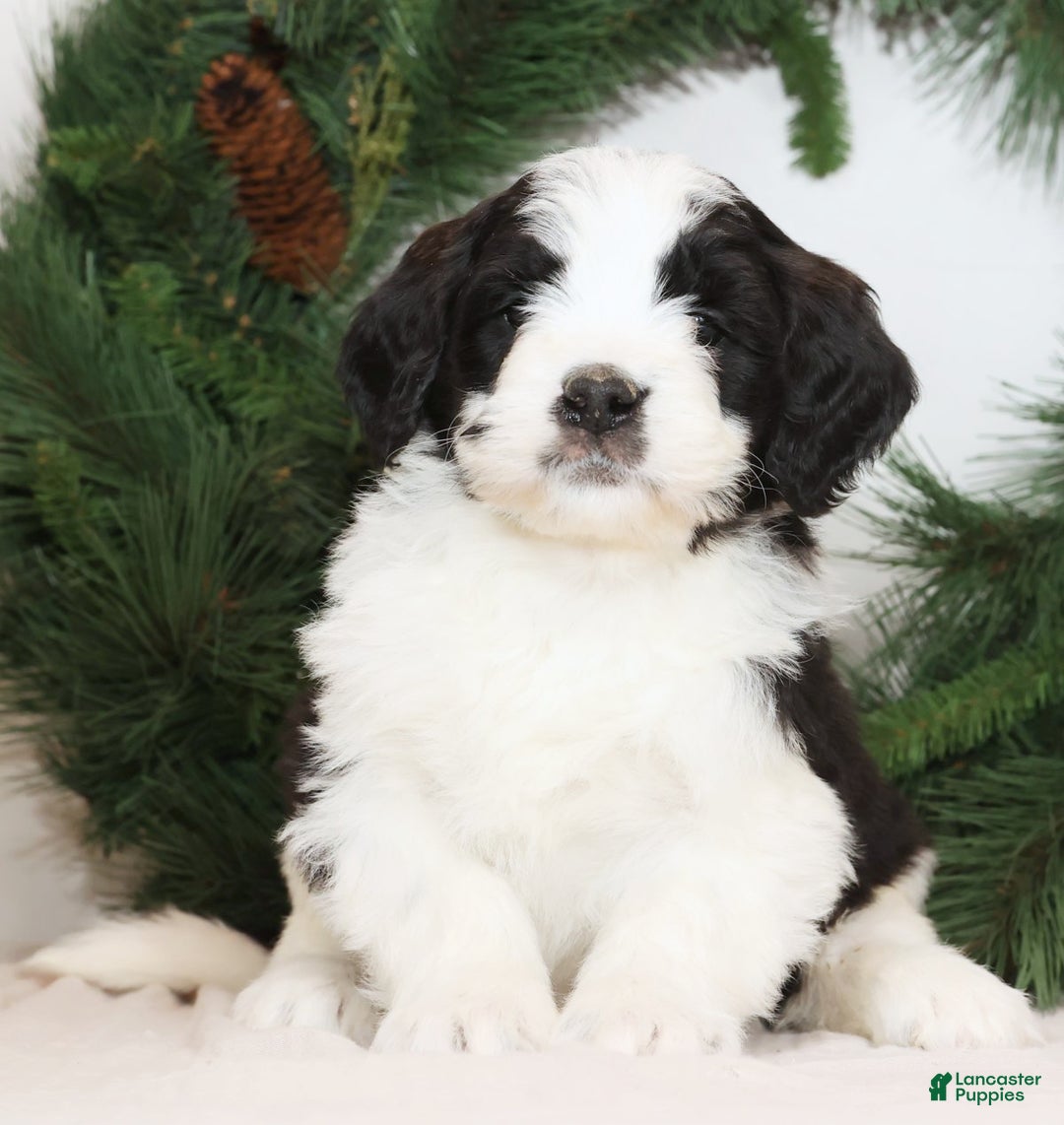 Saint Berdoodles dogs for sale: Bear - Ad 6