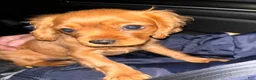 Cavalier King Charles Spaniel dogs for stud: Teddy The Stud  - Ad 6