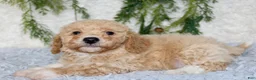 Bichpoo dogs for sale: Bichpoo 1 - Ad 4
