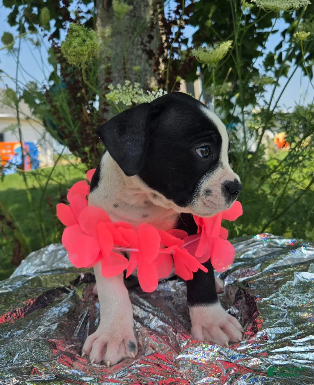 Olde English Bulldogge dogs for sale: Alice - Ad 2