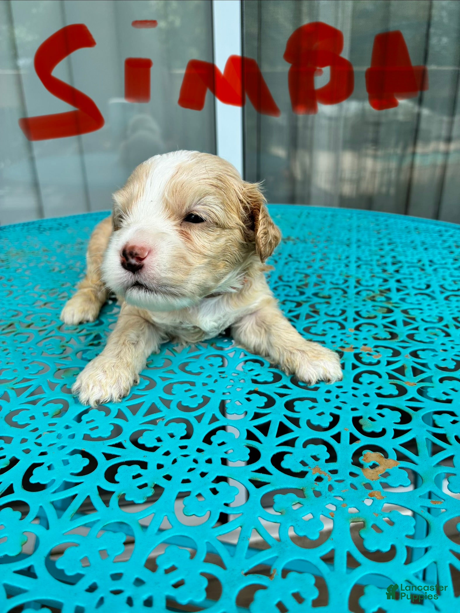 Cockapoo dogs for sale:  5. Simba - Ad 1
